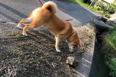 c0367433_13215686.jpeg
