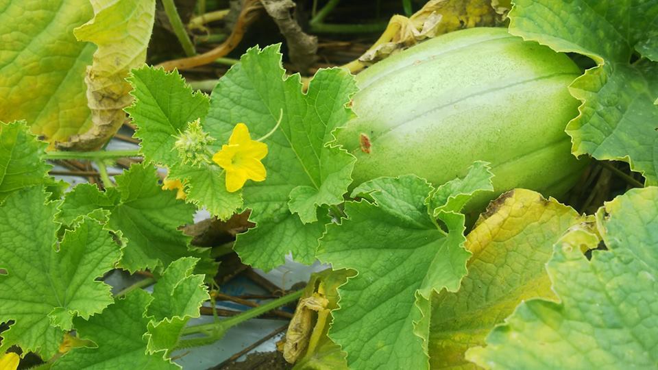 落瓜 あいちの伝統野菜 畑から 落瓜 あいちの伝統野菜 畑から