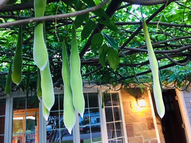 藤の花の後は ユニークな形の藤の実を楽しむ 玄米菜食 In ニュージャージー