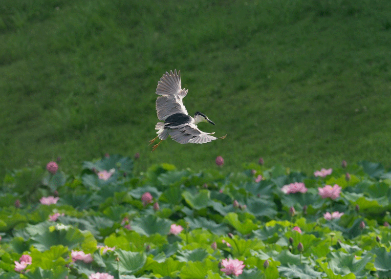d0290240_11252577.gif