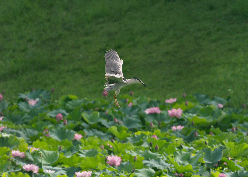 d0290240_11253315.gif