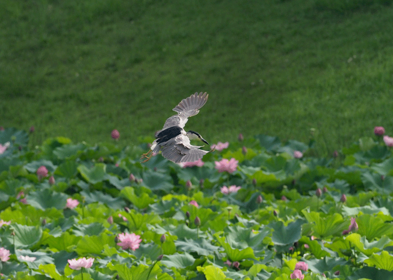 d0290240_11254358.gif