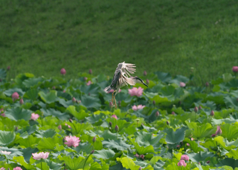 d0290240_11255287.gif