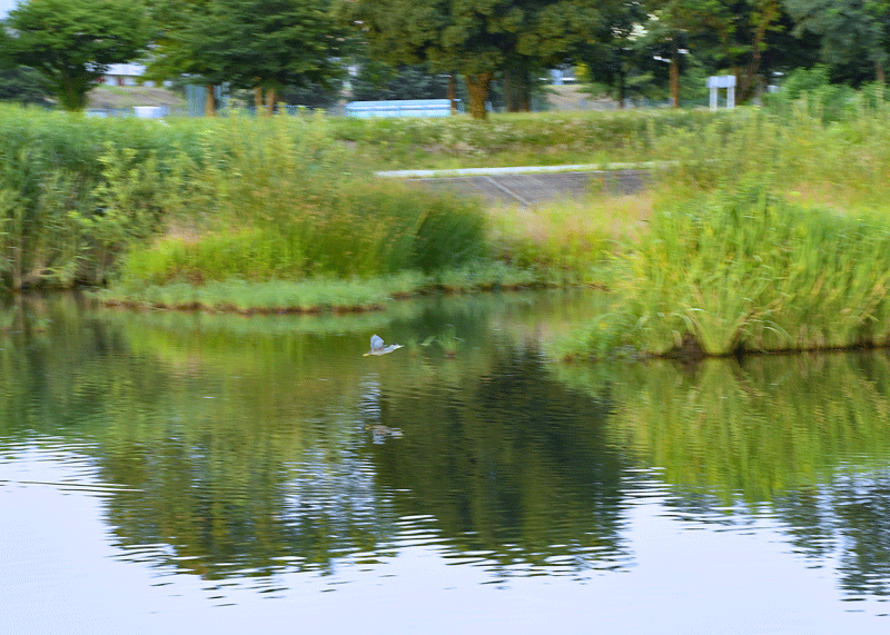 d0290240_11375216.gif