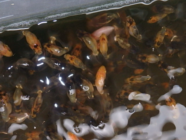 f0334143_1846366.jpg