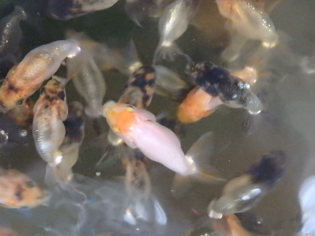f0334143_18464357.jpg
