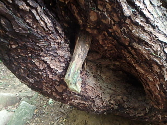 f0334143_7452882.jpg