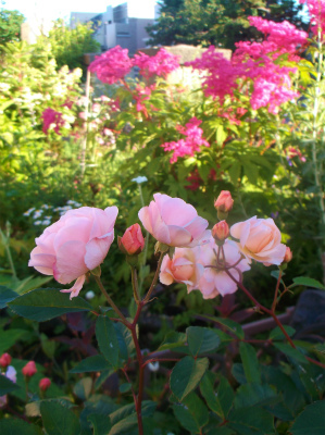 c0006745_06512189.jpg