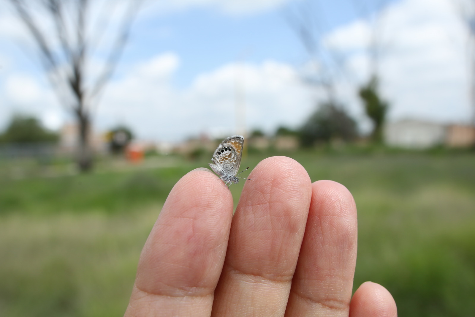 世界最小クラスの蝶 コビトシジミ Mexico 0708 Butterfly Dragonfly