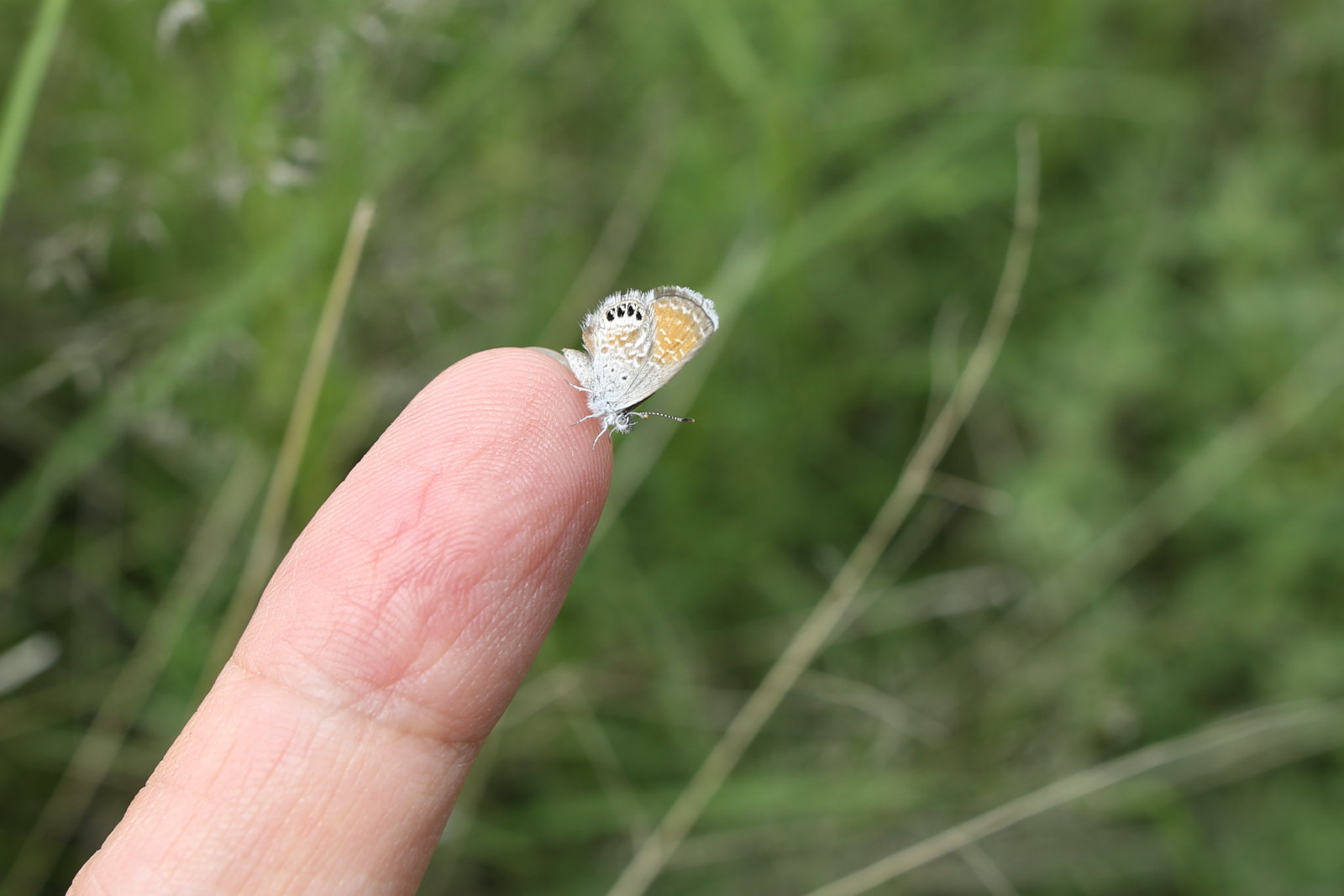 世界最小クラスの蝶 コビトシジミ Mexico 0708 Butterfly Dragonfly