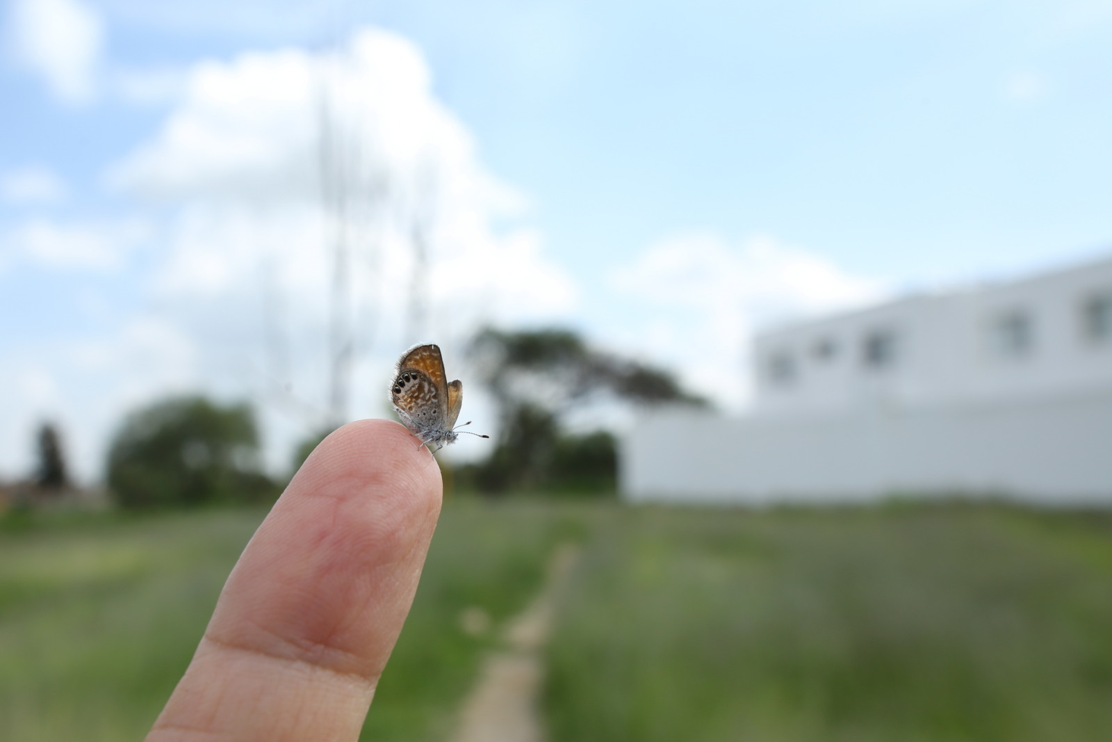 世界最小クラスの蝶 コビトシジミ（Mexico、20180707,0708）_f0345350_02425442.jpg