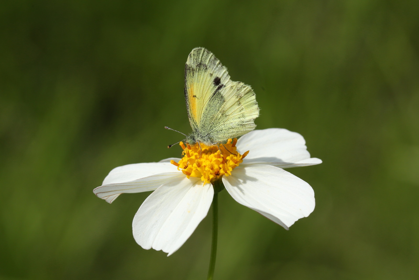 世界最小クラスの蝶 コビトシジミ Mexico 0708 Butterfly Dragonfly