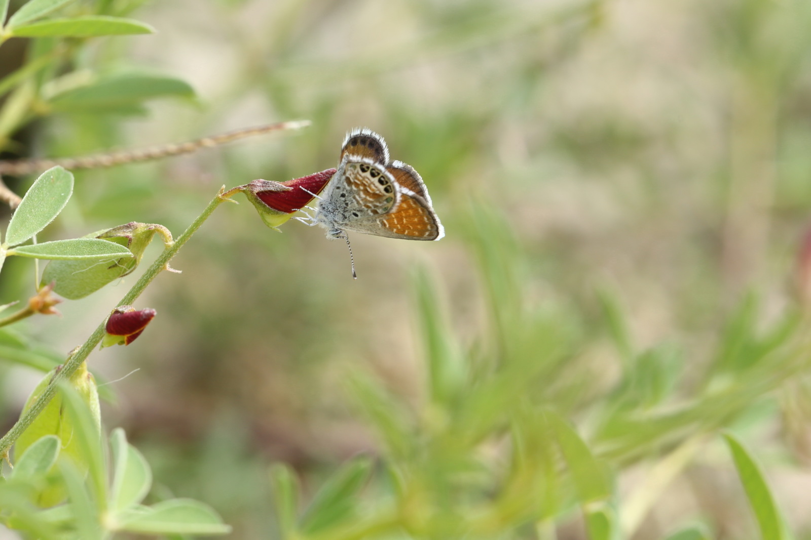 世界最小クラスの蝶 コビトシジミ（Mexico、20180707,0708）_f0345350_07391716.jpg