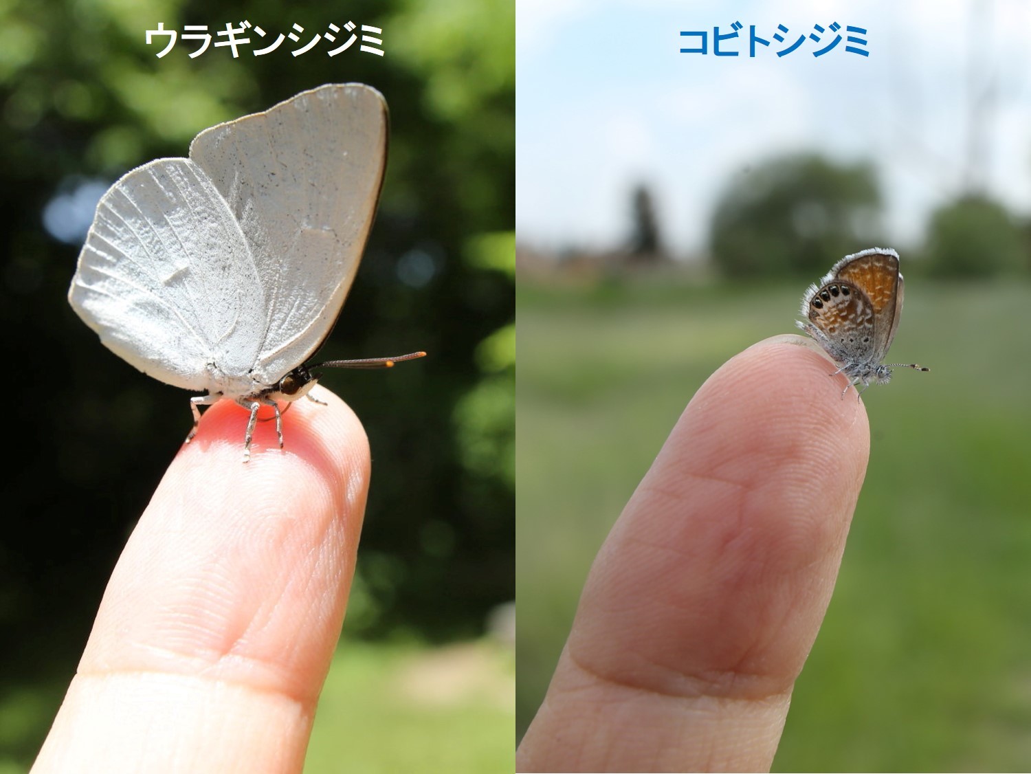 世界最小クラスの蝶 コビトシジミ（Mexico、20180707,0708）_f0345350_08101318.jpg