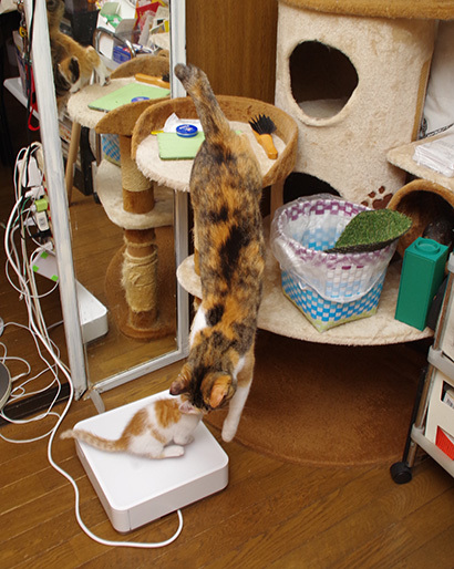 カステラちゃんとおいなりちゃん_a0028451_17411635.jpg
