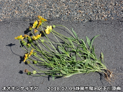 綺麗な花だけど栽培禁止です。オオキンケイギク_a0290852_17494665.jpg