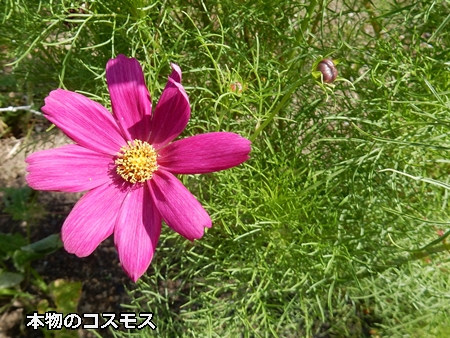 綺麗な花だけど栽培禁止です。オオキンケイギク_a0290852_1802134.jpg