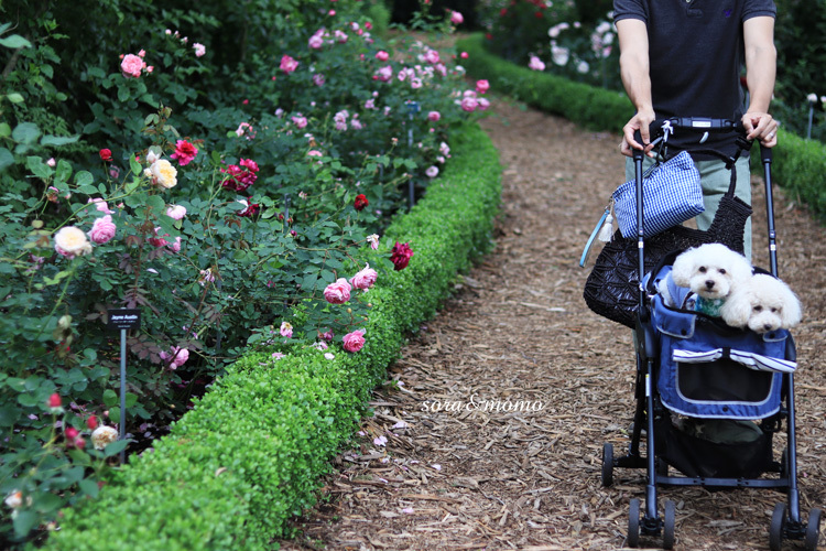 軽井沢レイクガーデン_e0158653_22541380.jpg