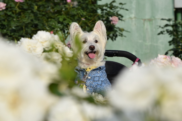 ♪ ダニエル 薔薇いっぱいの素敵な公園見つけたよ～(*^^)v ♪_b0242873_18521315.jpg