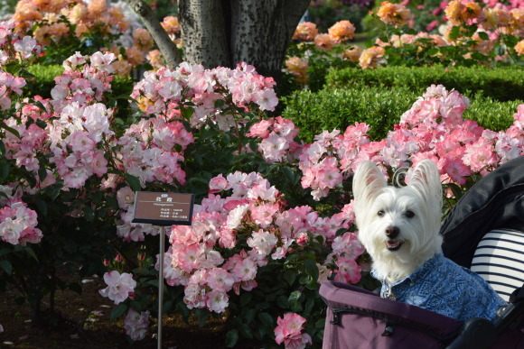 ♪ ダニエル 薔薇いっぱいの素敵な公園見つけたよ～(*^^)v ♪_b0242873_18572066.jpg