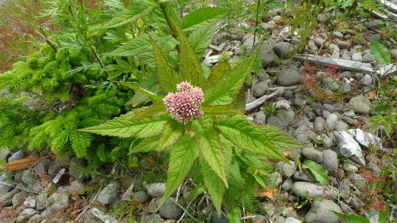 c0212083_14594235.jpg
