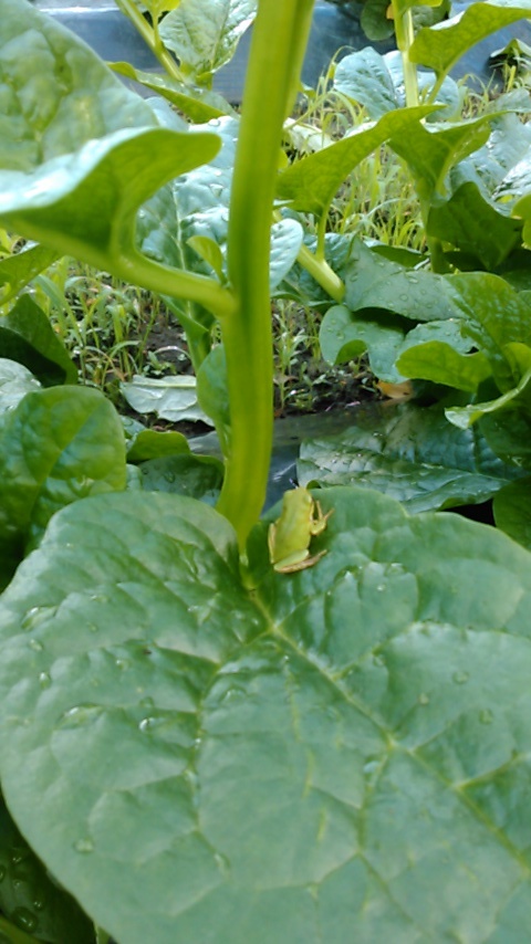 c0335990_15320350.jpg