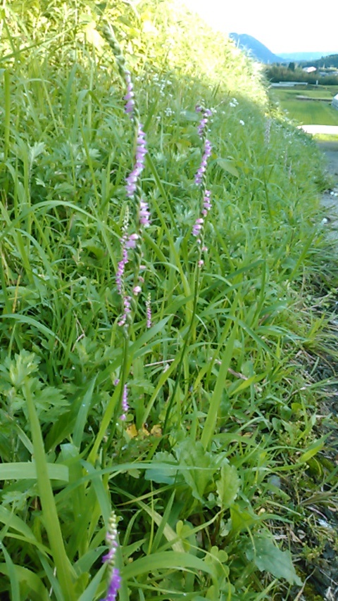 c0335990_15321458.jpg