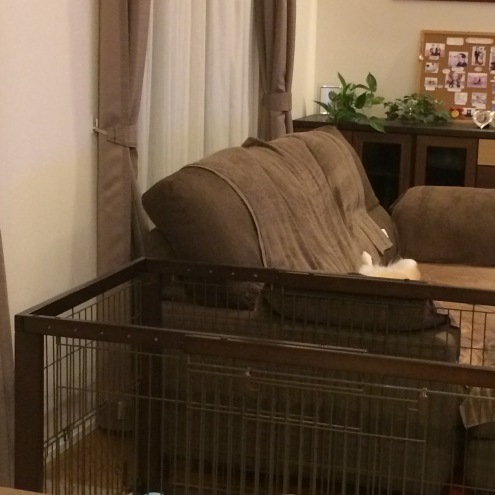 e0123299_01452031.jpeg