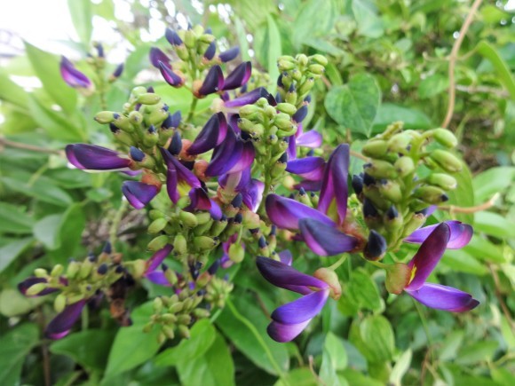 紫夏藤 だんご虫の花 紫夏藤 だんご虫の花