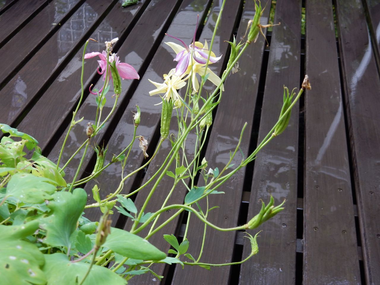 しとしと降る梅雨の戻り_c0025115_20402002.jpg