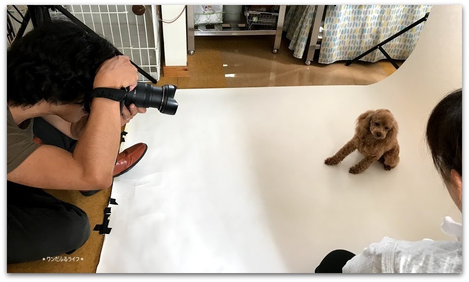 *初! 犬撮影会 7月8日*_d0317115_20320375.jpg