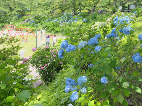 大仏公園のあじさい(弘前市)*2018.07.08_b0147224_20104596.jpg