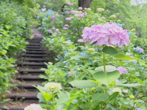 大仏公園のあじさい(弘前市)*2018.07.08_b0147224_2015545.jpg