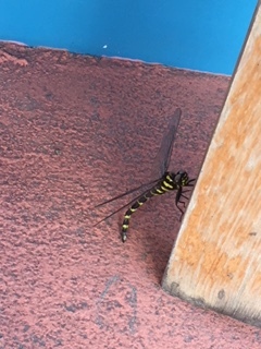 c0166624_11150646.jpg