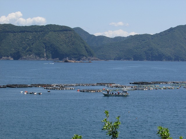 ある晴れた日の散歩風景（尾鷲湾南岸）_e0321325_11120719.jpg