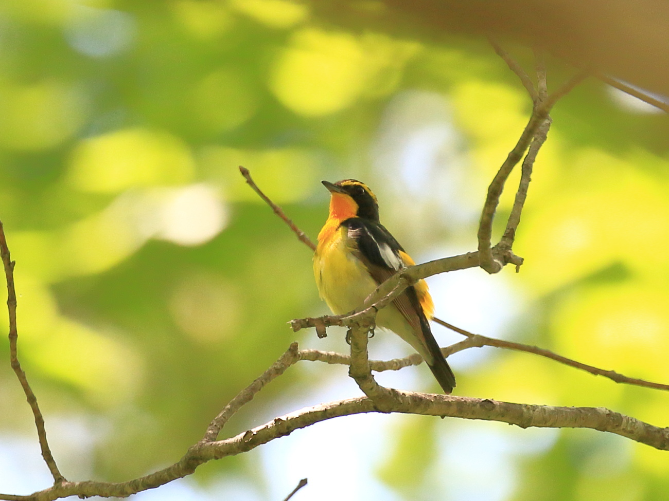 日光の野鳥20180630_c0304040_22381909.jpg