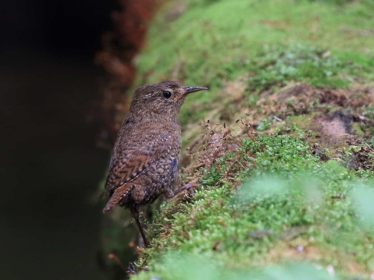 日光の野鳥20180630_c0304040_22384851.jpg