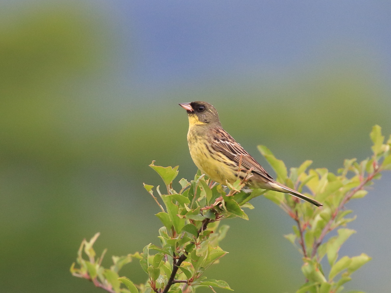 日光の野鳥20180630_c0304040_22412149.jpg