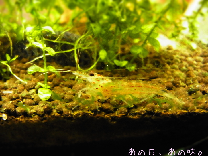 a0305046_10350548.jpg