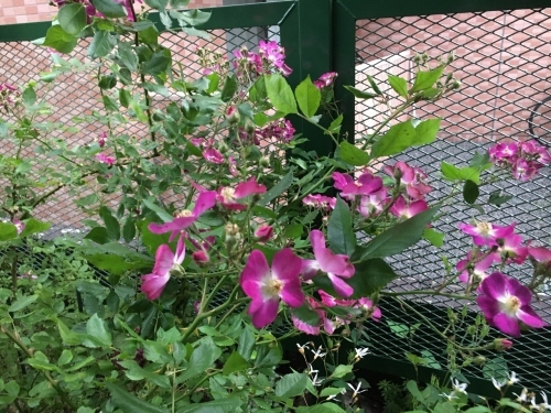 「羊と鋼の森」_e0326953_18593263.jpg