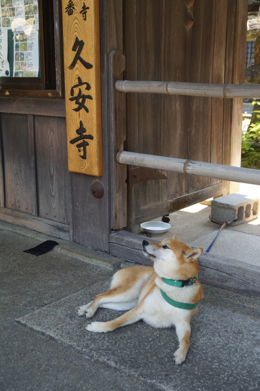 北摂・久安寺の看板犬_b0063958_20352828.jpg