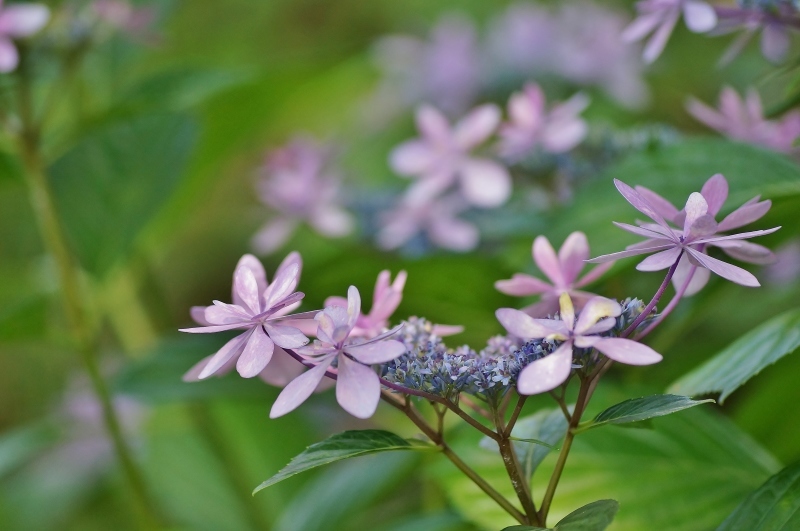 頼光寺の紫陽花_b0063958_22223877.jpg