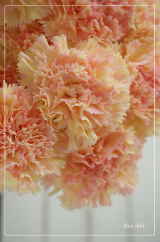 元気を貰える色 花の香りとともに 元気を貰える色 花の香りとともに