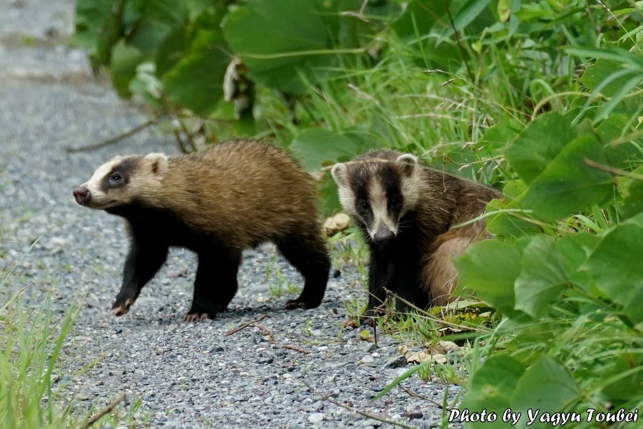 日本 散歩道のハクビシン アナグマが正解 とことん写真