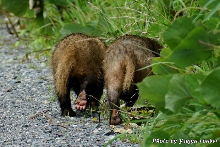 日本 散歩道のハクビシン アナグマが正解 とことん写真