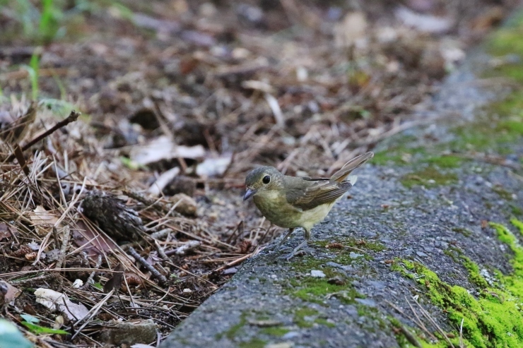 f0378282_13010250.jpg