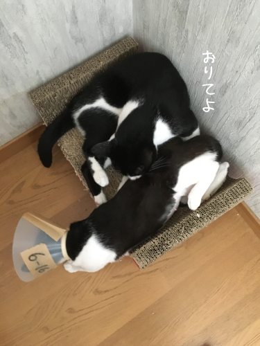 a0216583_15411777.png