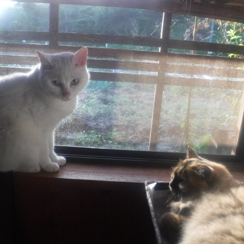 杉と棚板_d0195183_22073353.jpeg