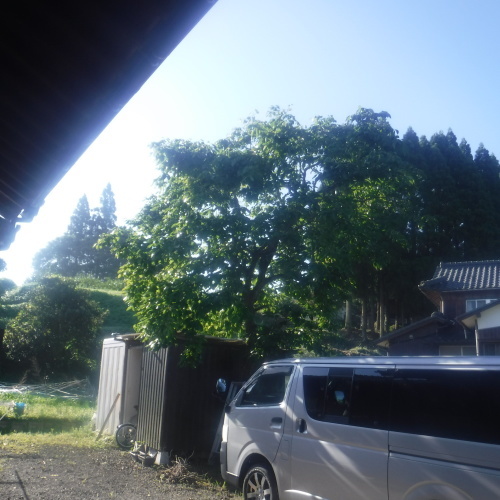 杉と棚板_d0195183_22081994.jpeg