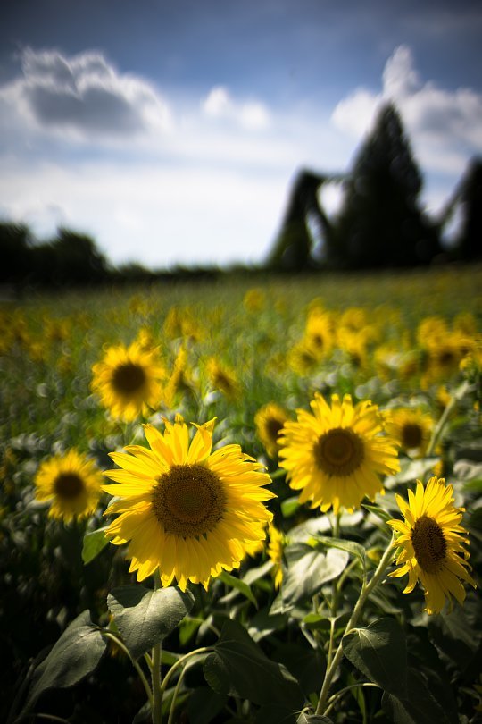 Sunflowers In Languid Afternoon Light_d0353489_19345612.jpg